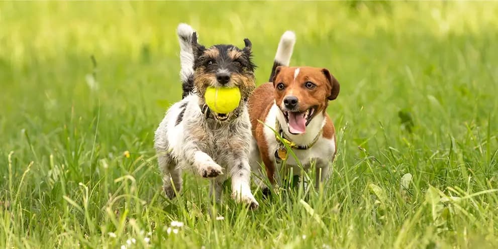 Costco Pet Insurance for Members: What's Included in 2026 Plans