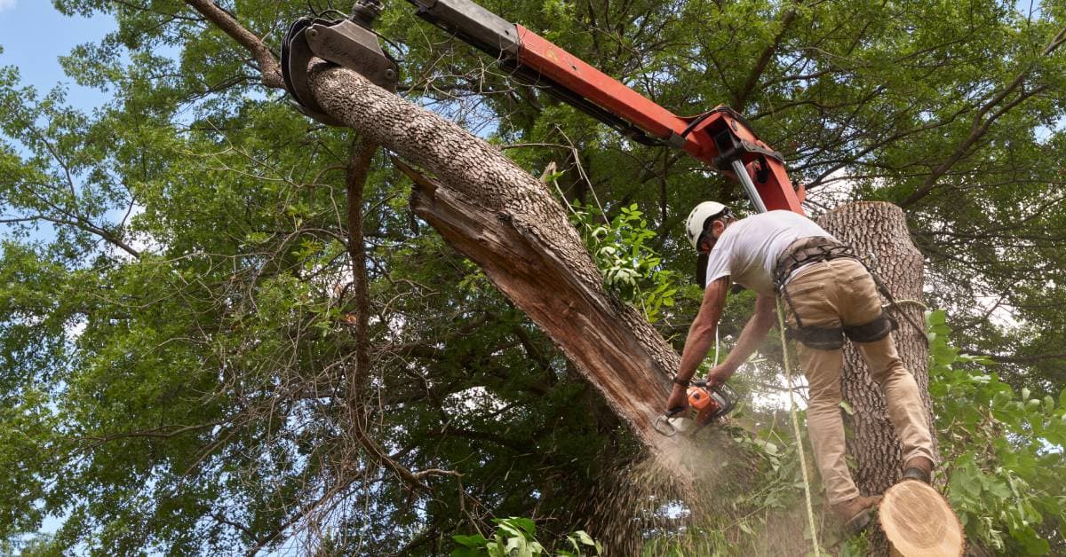 A Senior’s Guide to Choosing the Best and Most Affordable Local Tree Removal Services